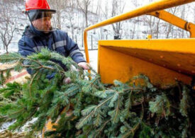 В Симферополе выброшенным елкам дадут вторую "жизнь"