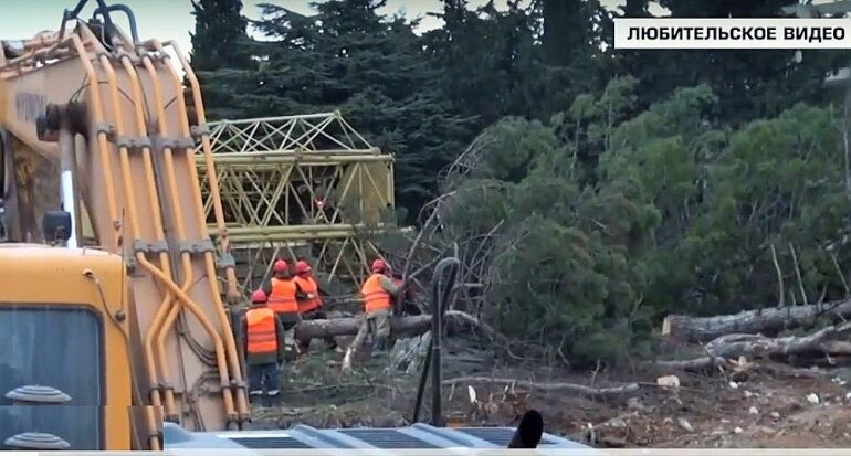 В Казачей бухте под строительство многоэтажек вырубают деревья - подарок Никитского ботанического сада