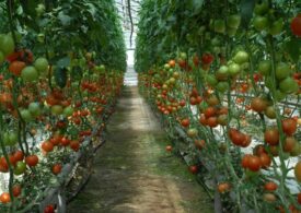 Крымские овощи по голландской технологии - экологично и экономично