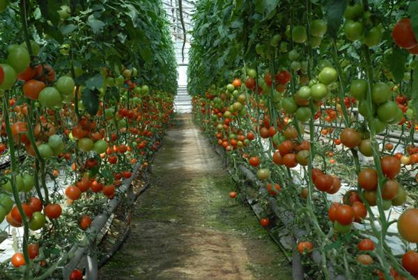 Крымские овощи по голландской технологии - экологично и экономично