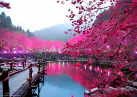 Отель Mriya Resort приглашает гостей на фестиваль японской культуры "Цветущая сакура"