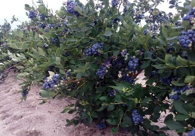 В Крыму заложат сады с голубикой, хурмой и другой экзотикой