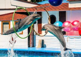 В Севастополе в Артбухте снесут любимый дельфинарий детей и туристов