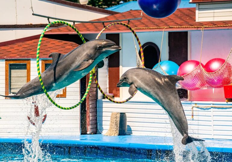 В Севастополе в Артбухте снесут любимый дельфинарий детей и туристов